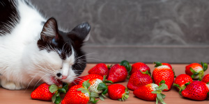 고양이가 딸기먹는 모습