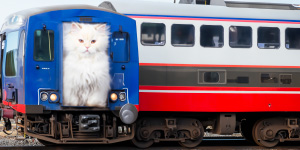 기차를 탄 고양이
