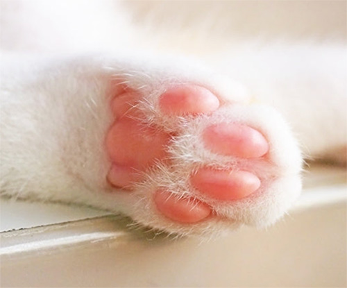 고양이 핑크색 발바닥